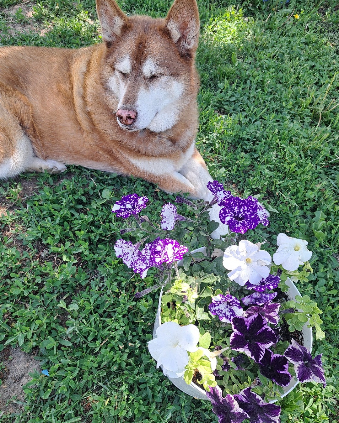 Nala the Siberian Husky