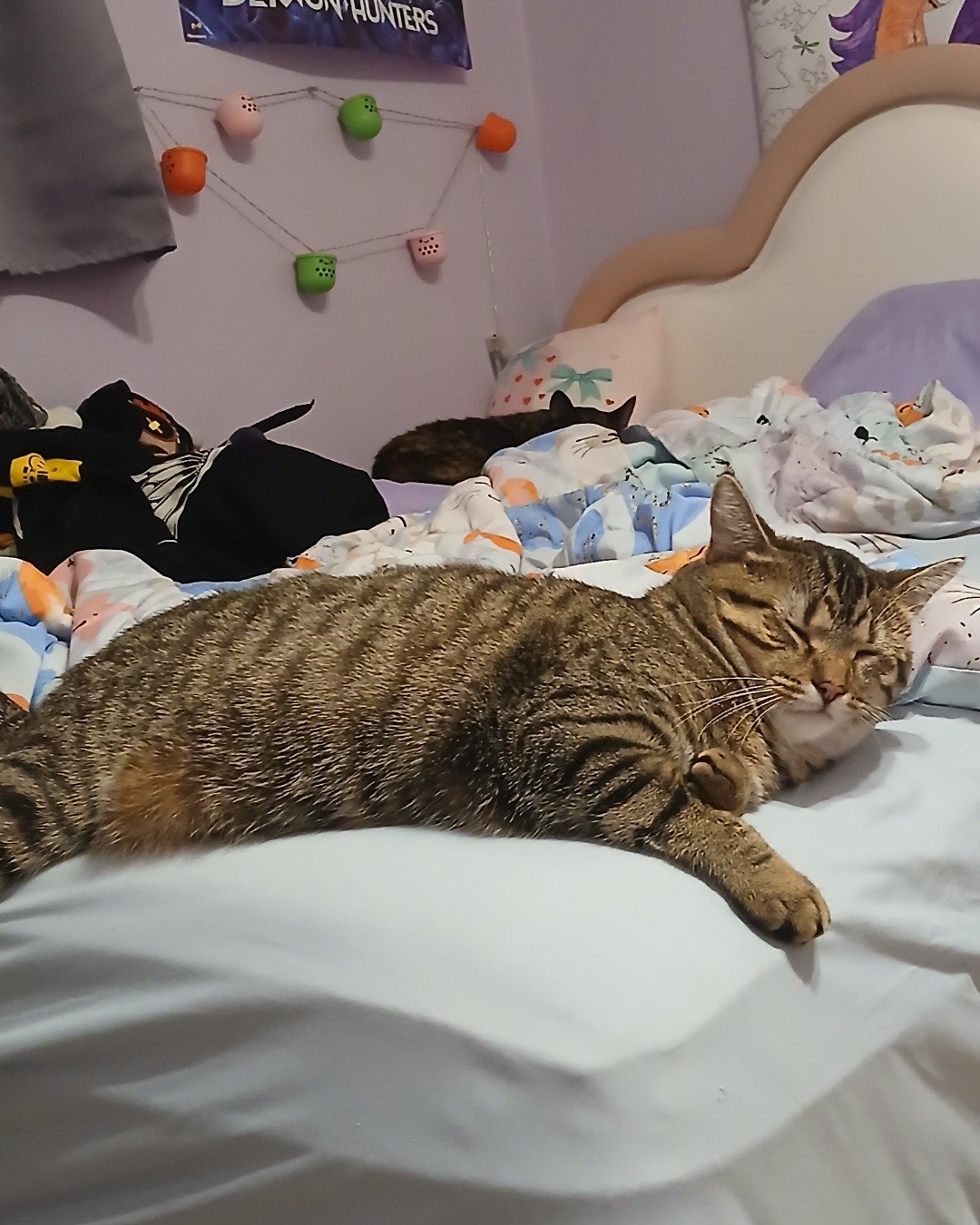 Cookie/Sprinkles. Furniture, Cat, Bed, Person, Sleeping, Bedroom