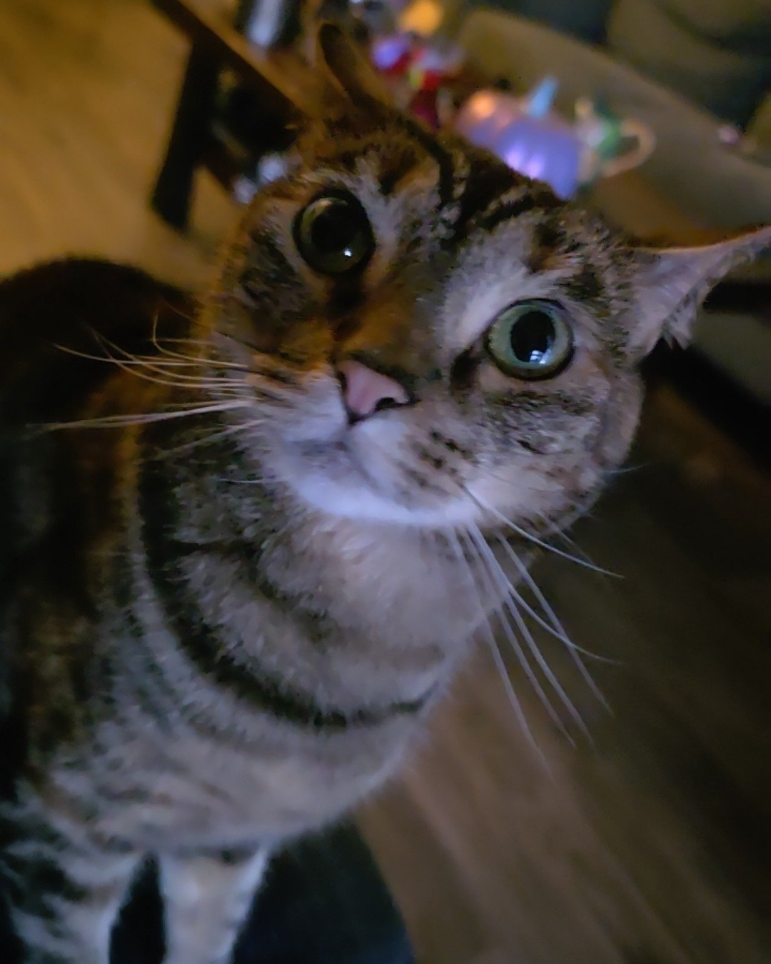 Minerva (Minnie) the Brown Tabby. Abyssinian, Cat, Manx