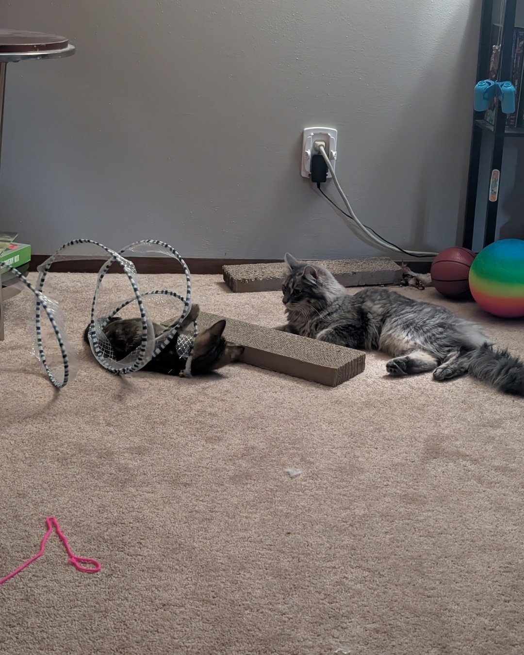 marceline the Grey cat. Floor, Flooring, Architecture, Building, Furniture, Indoors