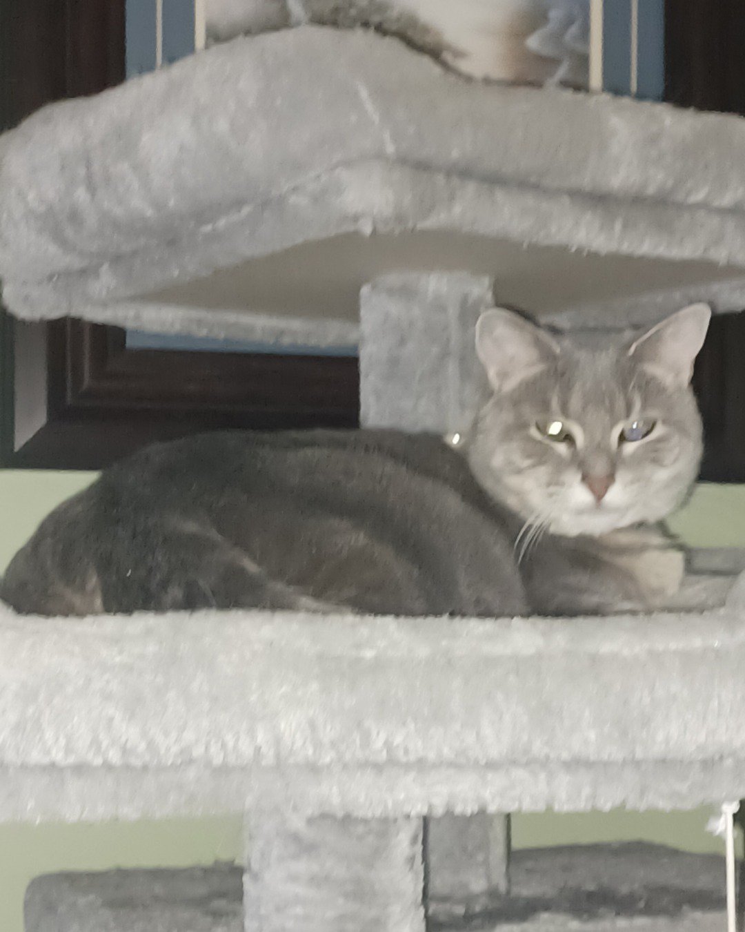 dutchess the short haired cat. Cat, Abyssinian