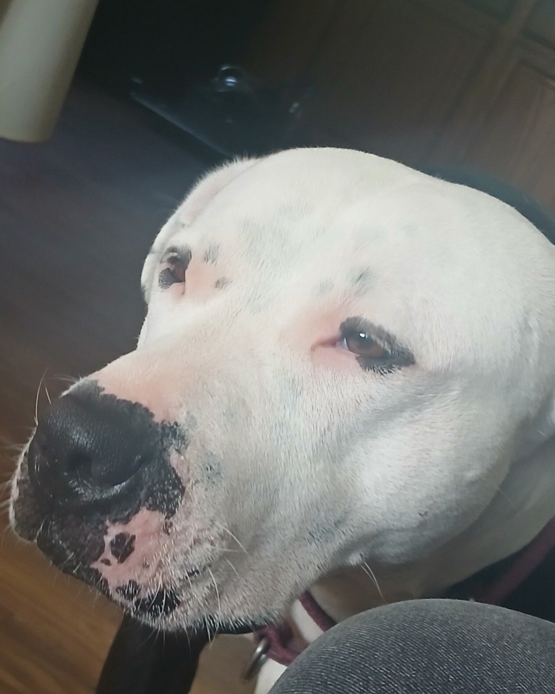 Blaze the pitbull. Dog, Puppy