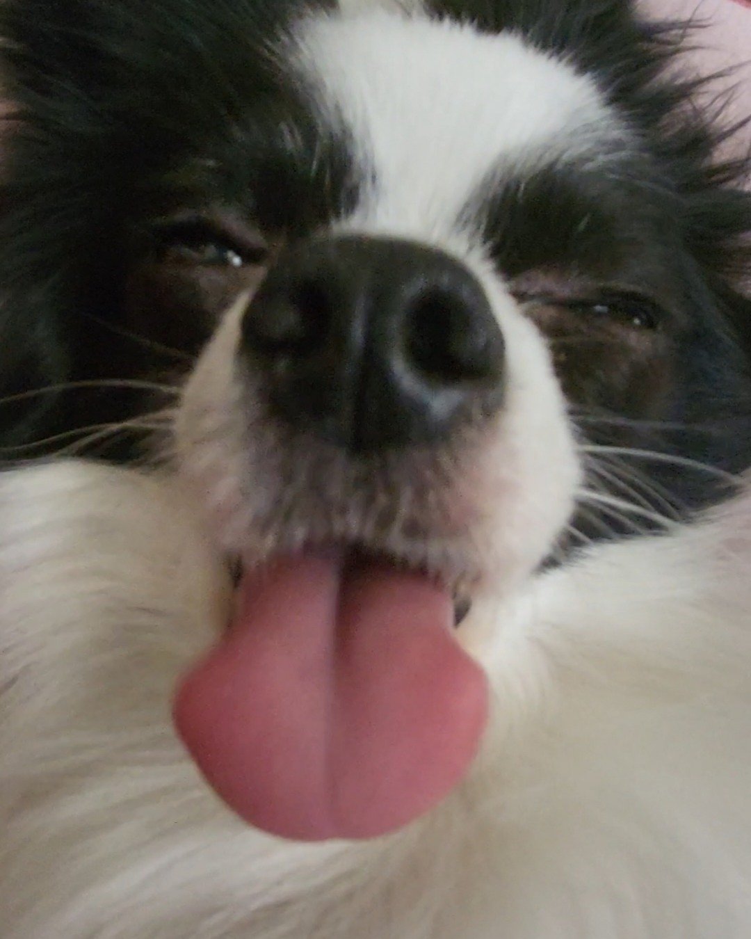 Danny the Long haired Chihuahua. Dog, Puppy, Body Part, Mouth, Person