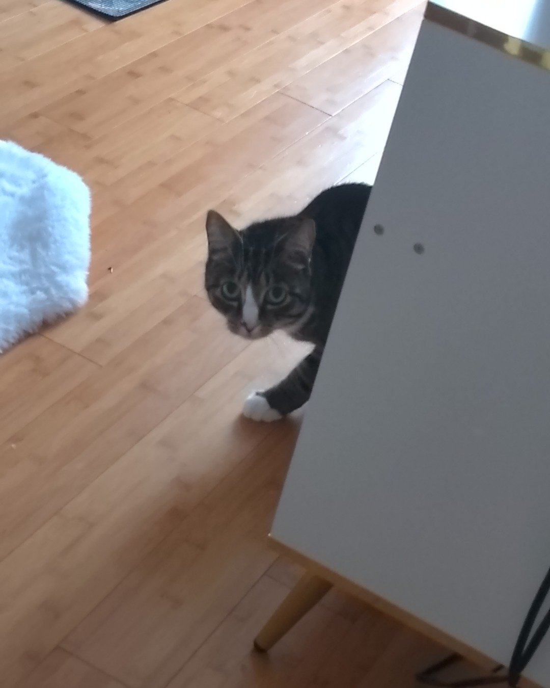 Ghostie (a.k.a. Jude) the American Shorthair. Indoors, Interior Design, Wood, Floor, Flooring, Hardwood