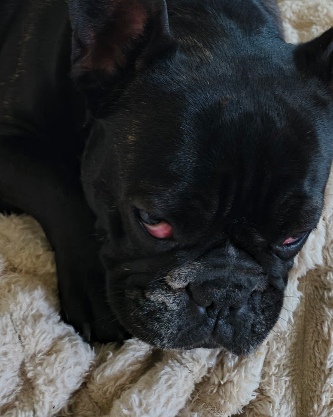 David and lola. Bulldog, Dog, French Bulldog