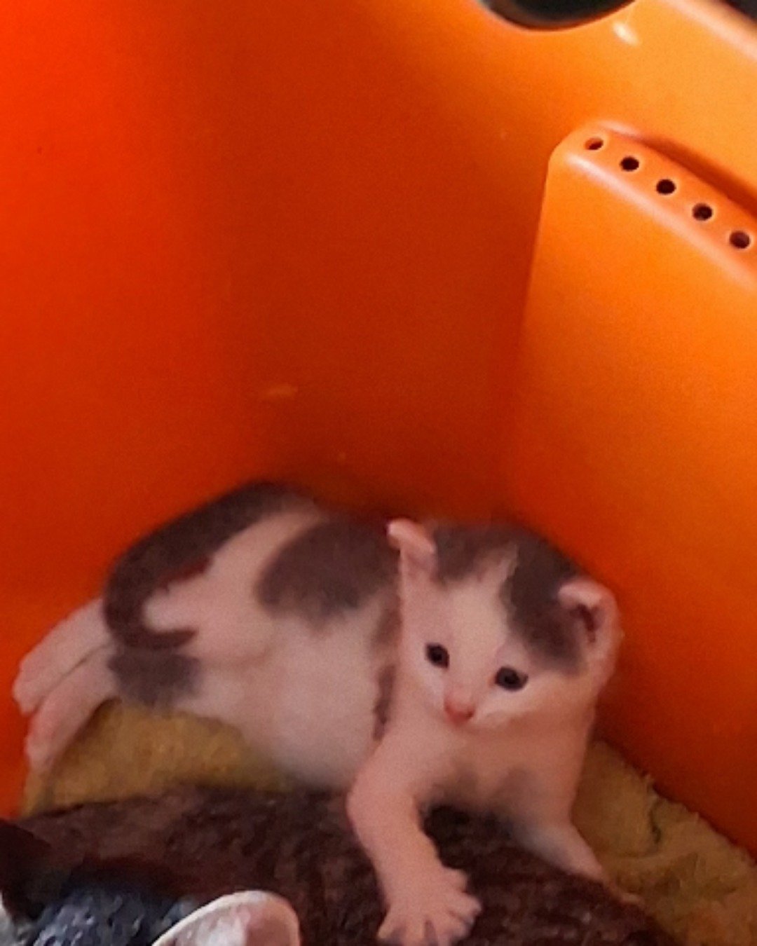 cloud-tiger-&-reaper. Cat, Kitten, Person