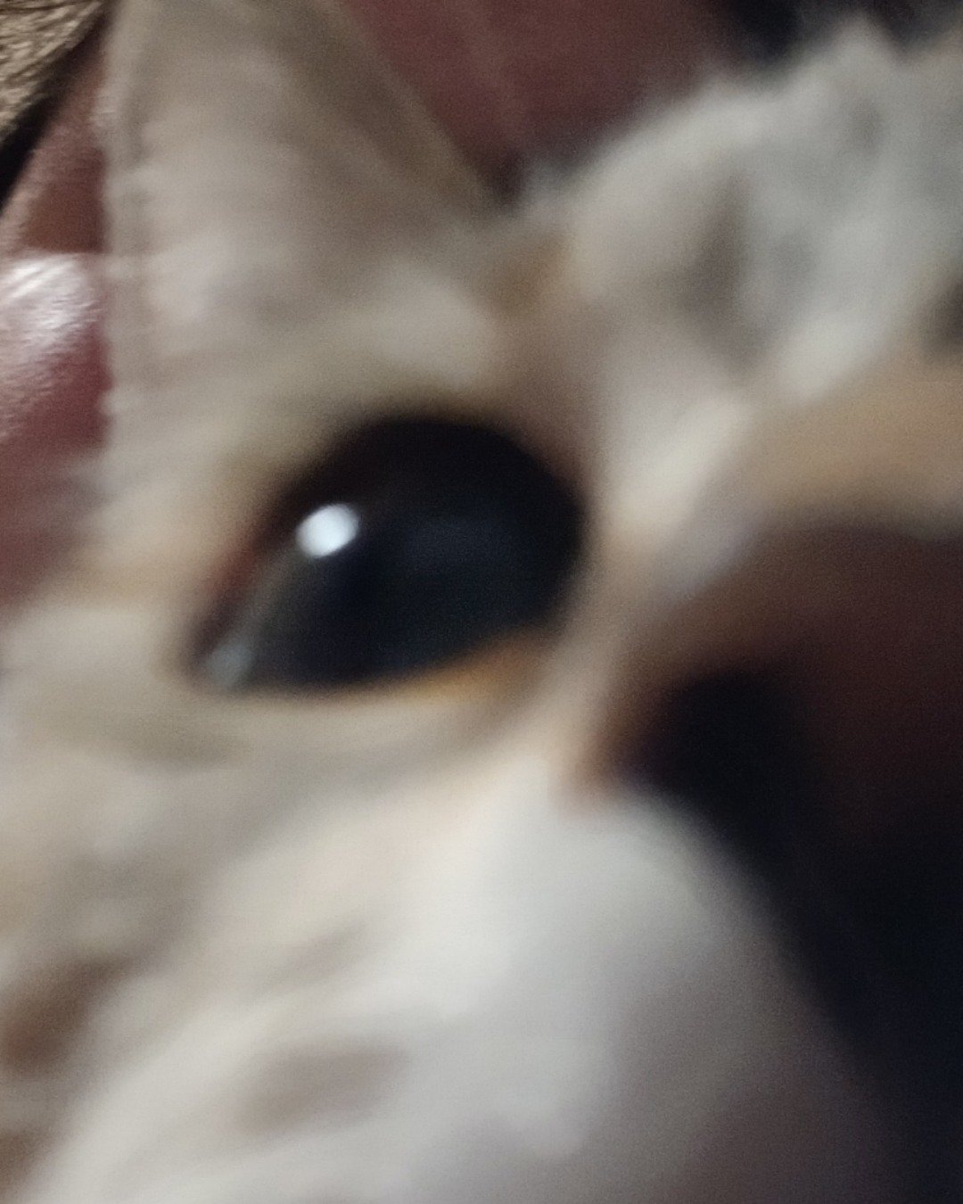 Vanilla Bean Von schweetz the Unknown. Cat, Kitten, Person