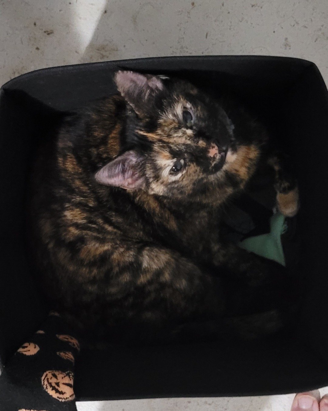 Dalila the Tortus shell. Cat