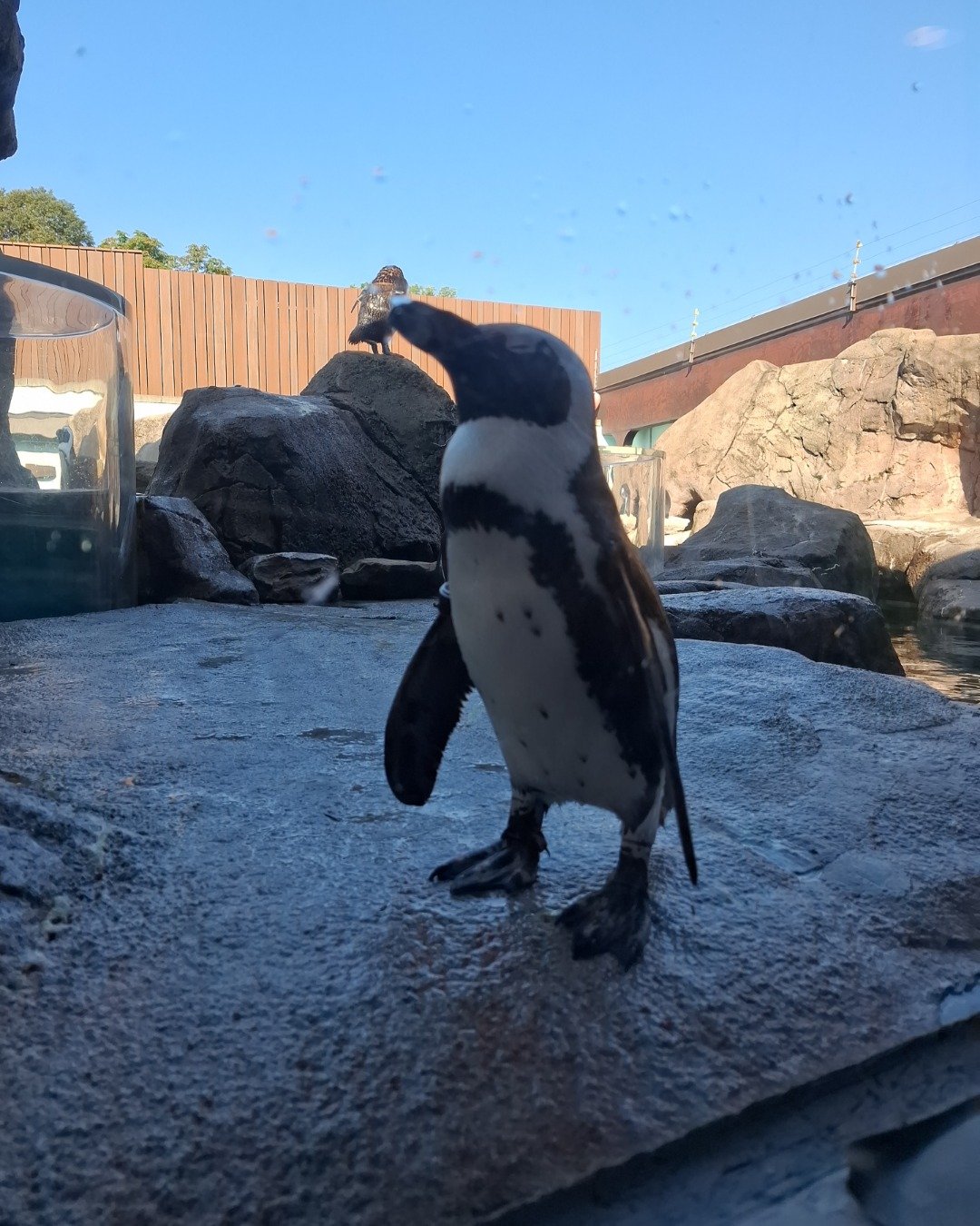 Athena the husky. Bird, Penguin