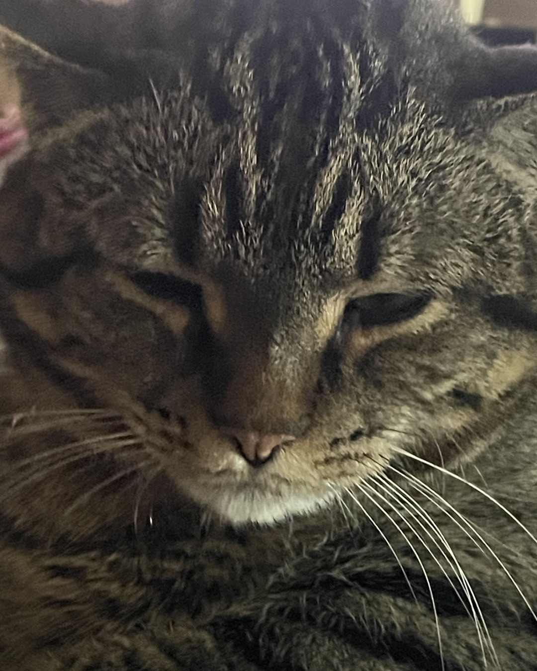 ReyRey — Cat, Abyssinian