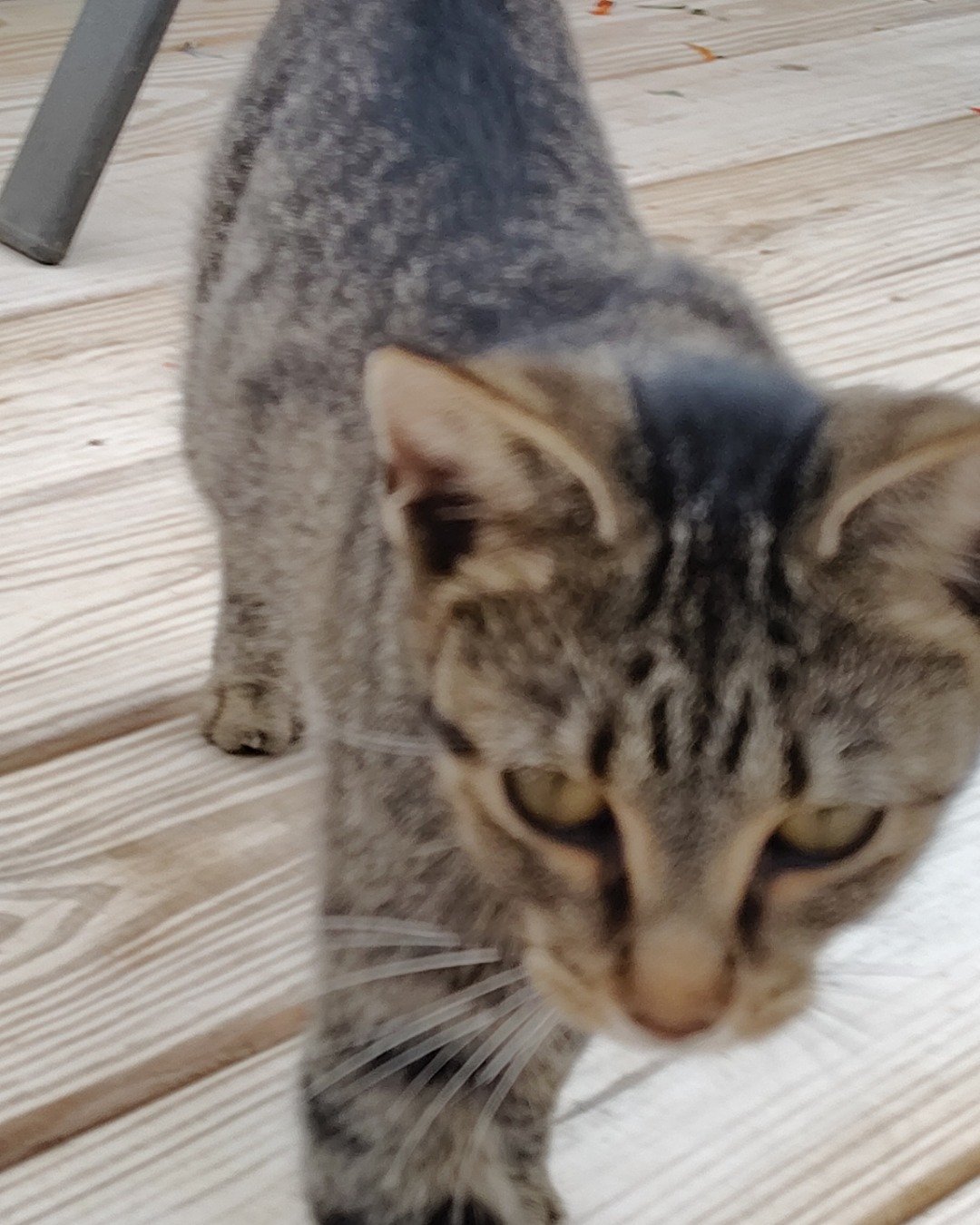 Baby the Shorthair. Wood, Abyssinian, Cat