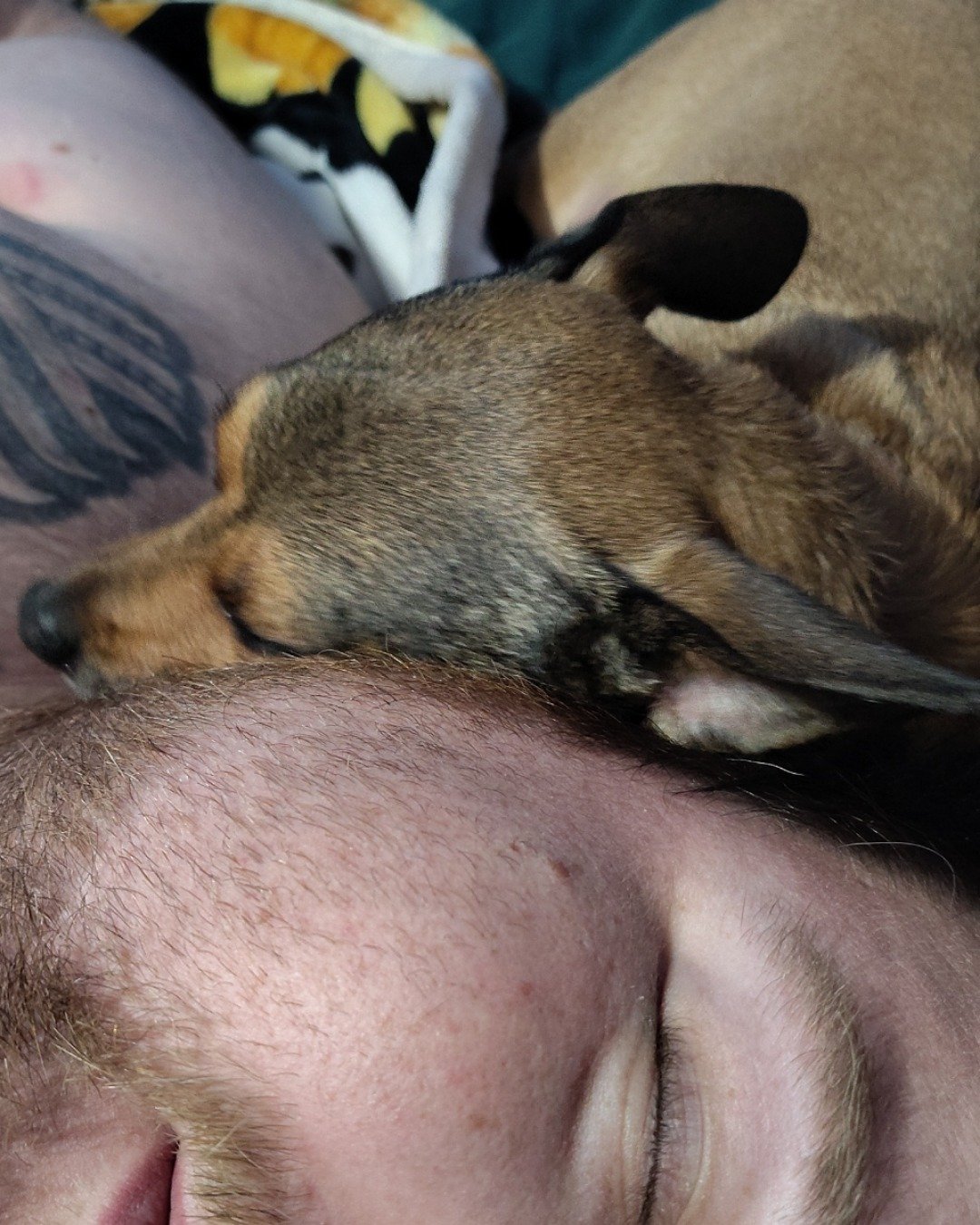 joy the female Chihuahua. Person, Sleeping, Dog, Puppy, Hound
