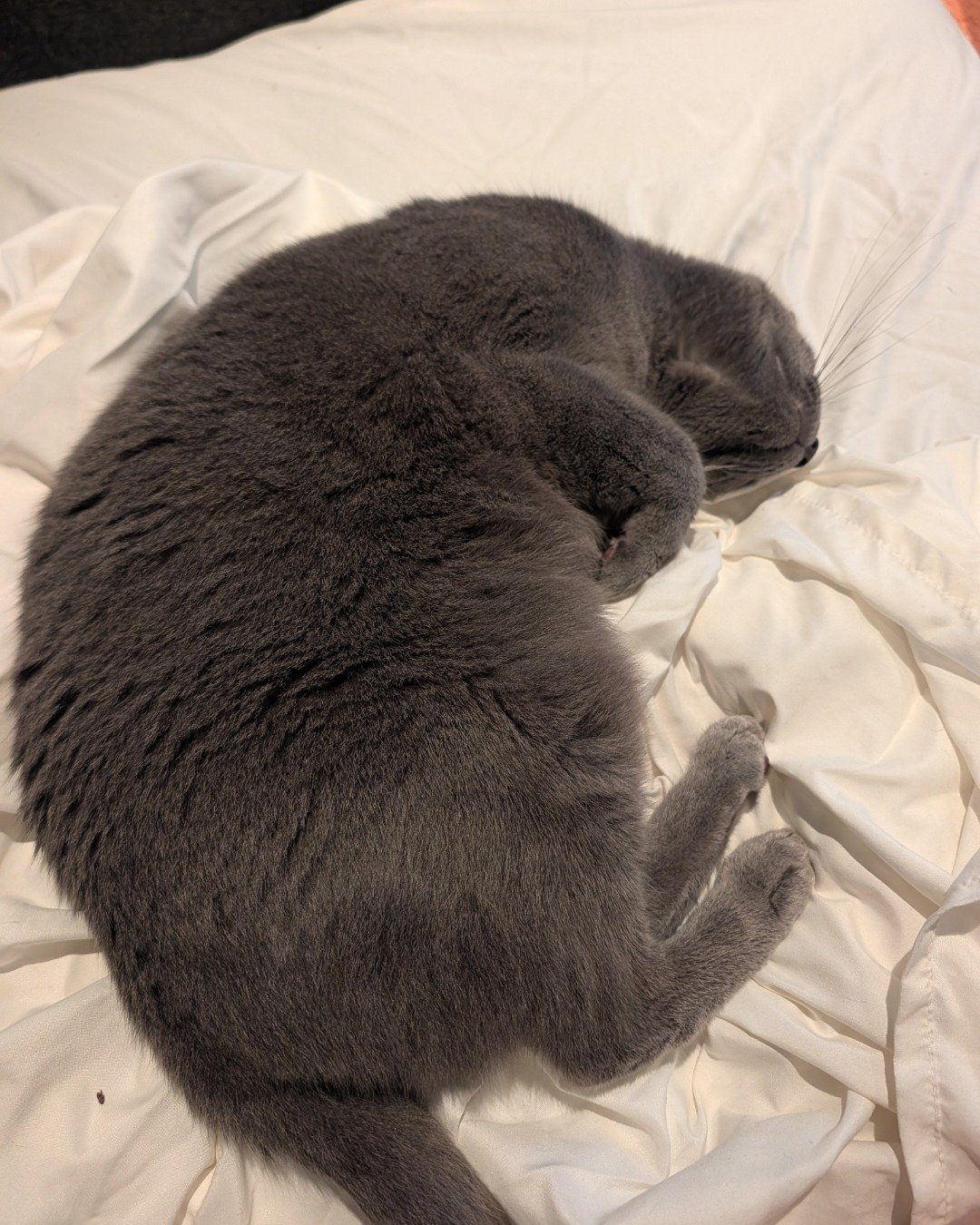 Theseus. Cat, Kitten, Blanket