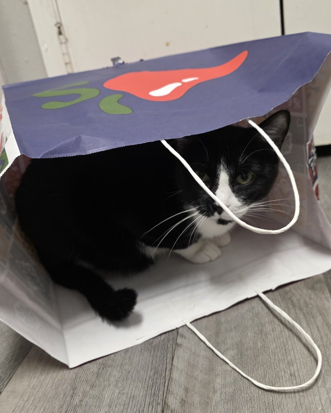 Lorelai the Tuxedo. Bag, Cat, Shopping Bag, Accessories, Handbag