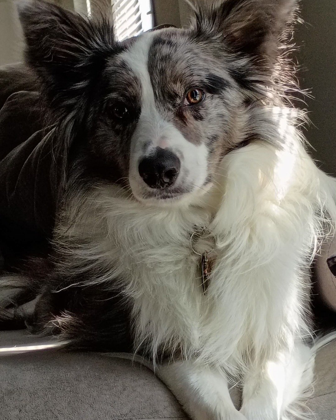 fenrir the border collie. Dog, Collie