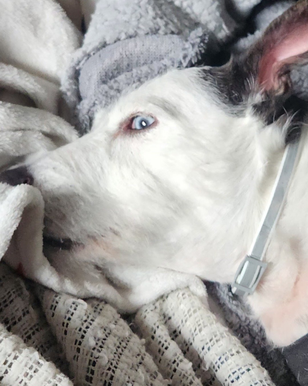 Willie the terrier. Blanket, Dog