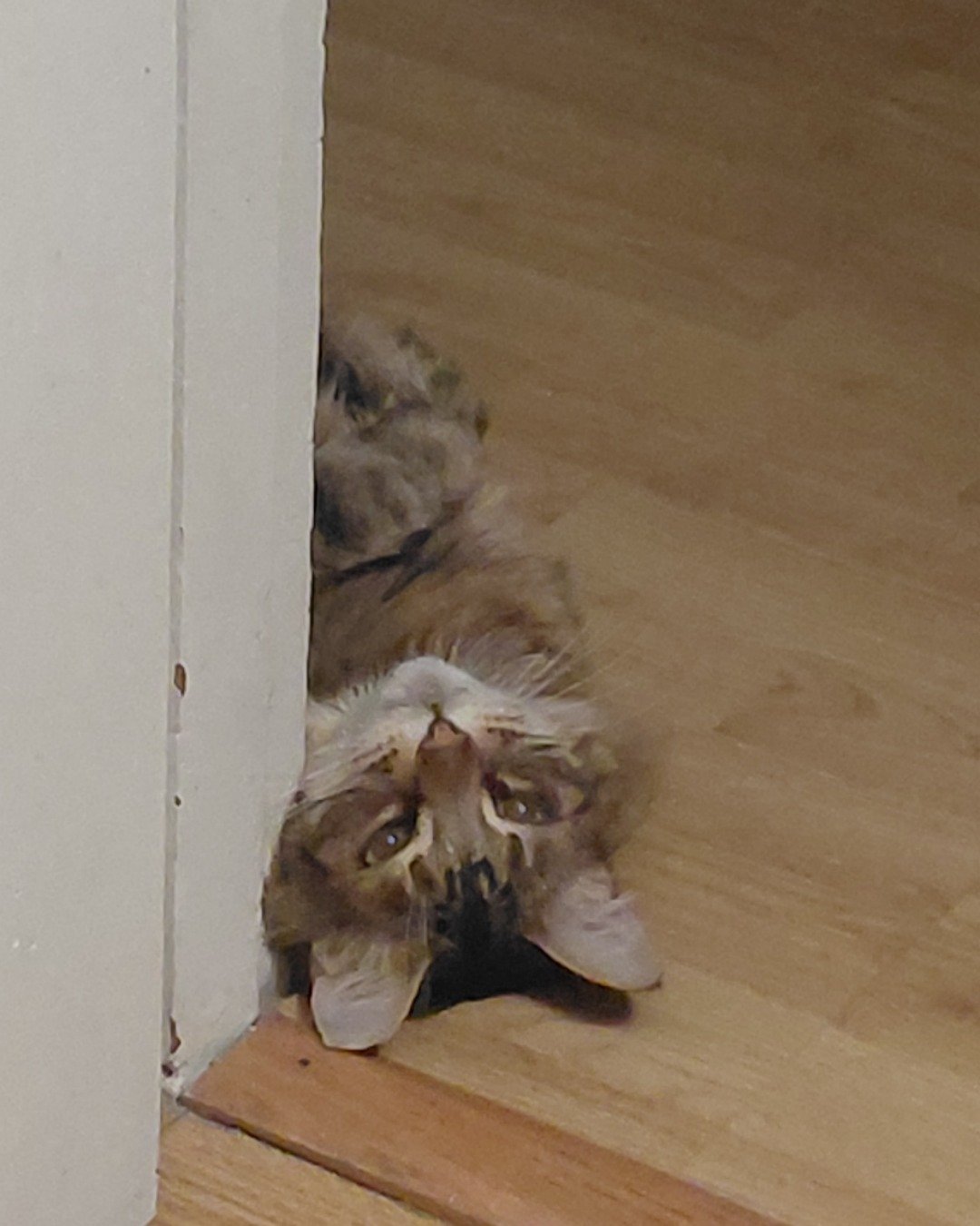 Hot Tamale/Mollie the Norwegian Forest Cat. Wood, Hardwood, Floor, Flooring, Cat, Kitten