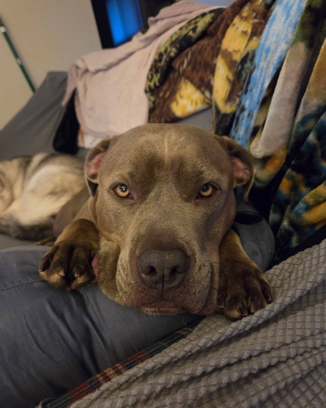 violet the pitbull. Cushion, Home Decor, Couch, Furniture, Dog, Puppy