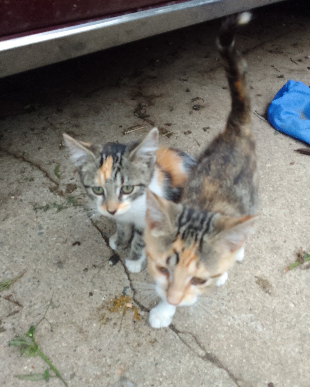 stray kittens the Calico?. Cat, Kitten