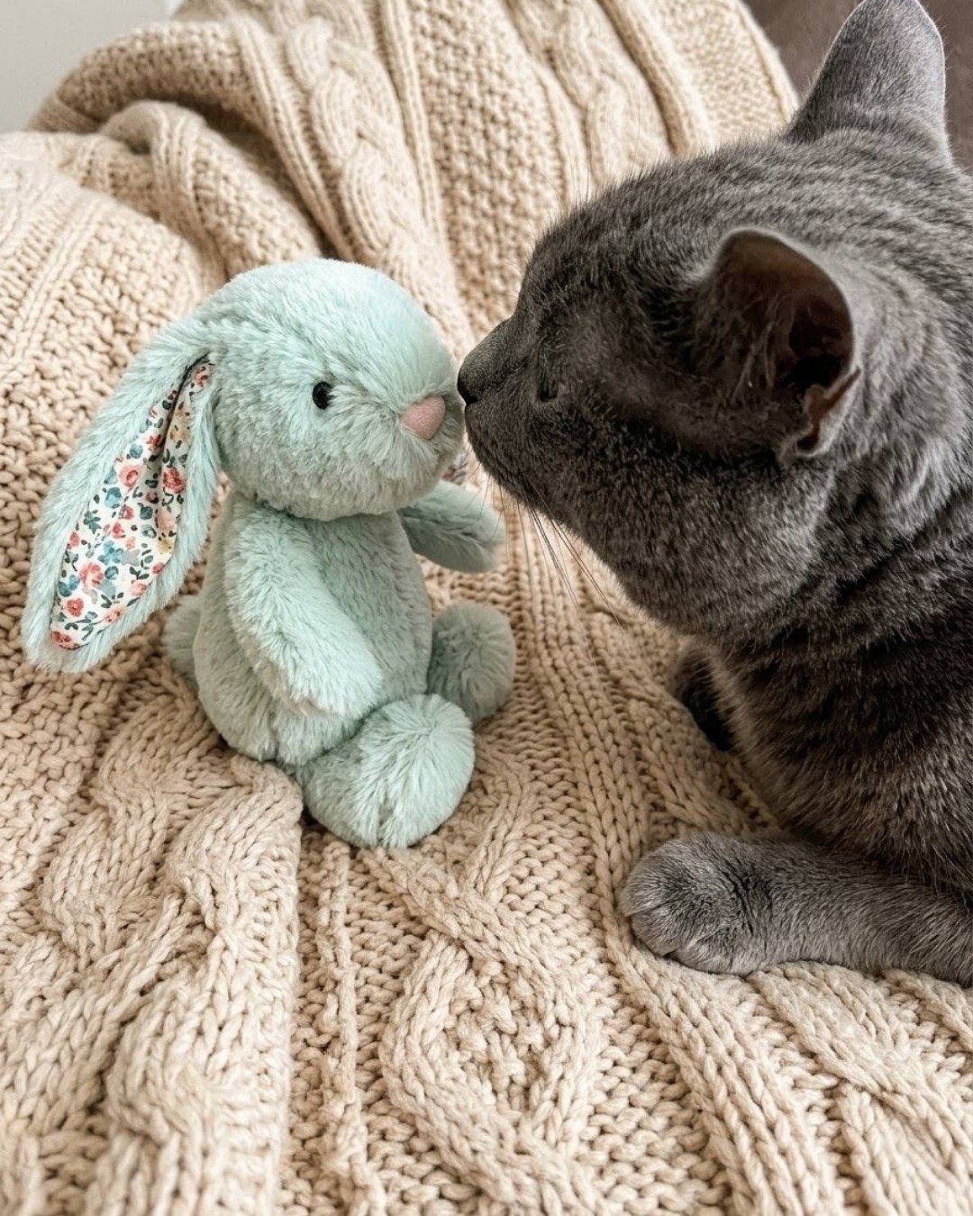 Marshall 🩶 Geoffrey. Blanket, Cat, Teddy Bear, Toy