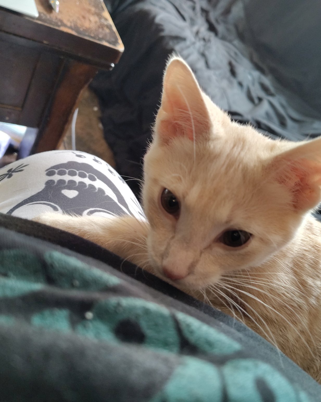 Aphrodite the orange kitty. Cat, Kitten, Cushion, Home Decor, Furniture