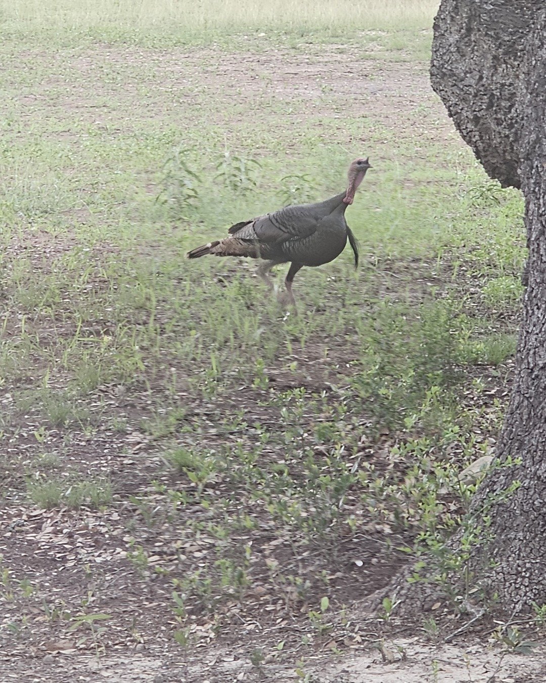 Nature the animals. Beak, Bird, Soil, Grass, Plant, Fowl