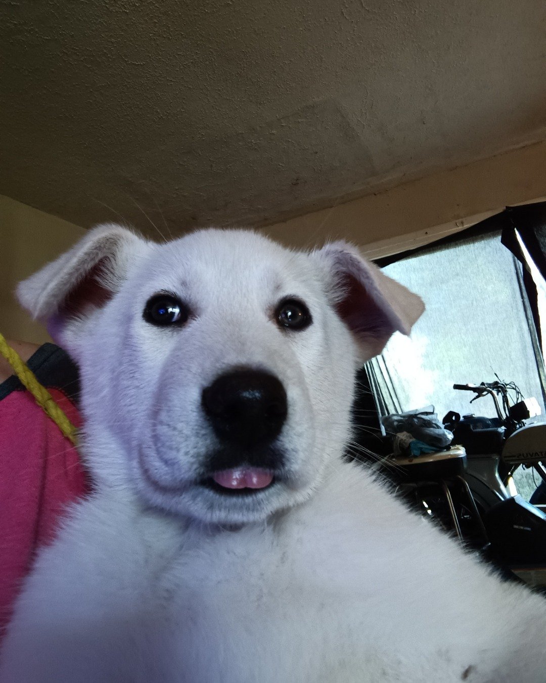 Elthon John the German Shepard and Siberian Husky mix. Dog, Puppy, Husky, Architecture, Building, Outdoors