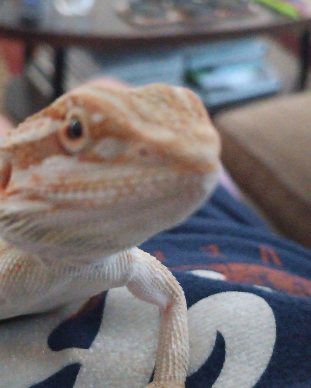 chip the bearded dragon 🐉. Lizard, Reptile, Gecko