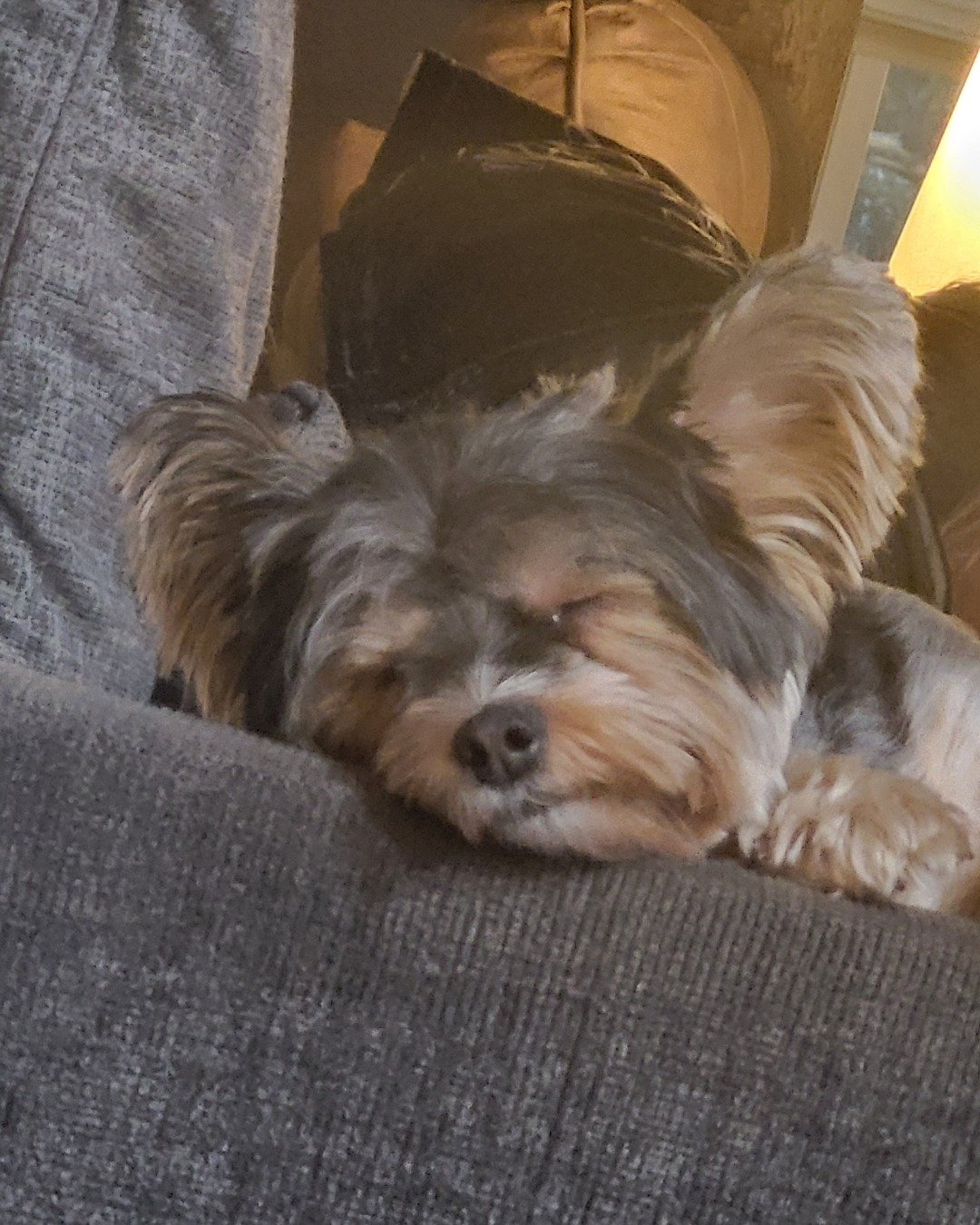 Teacup the Morkie. Couch, Furniture, Cushion, Home Decor, Dog, Puppy