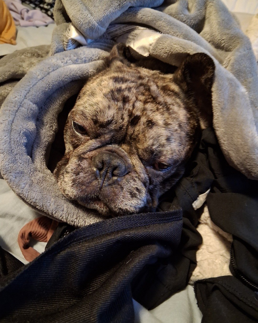 Porkchop the frenchton. Blanket, Bulldog, Dog, French Bulldog