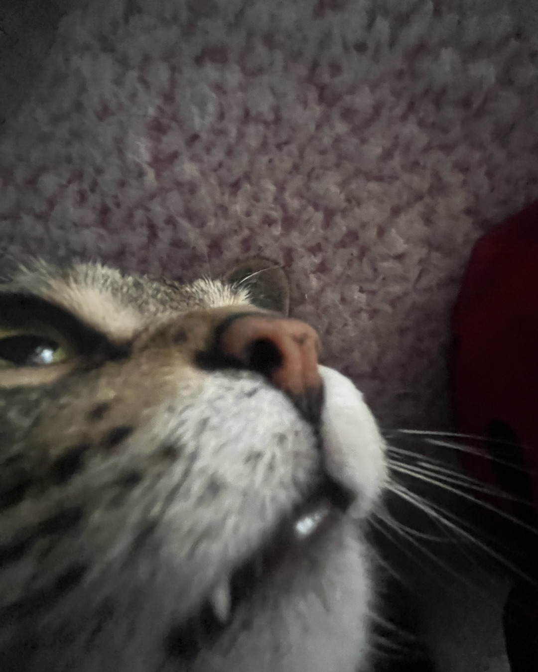 Airella. Person, Cat, Kitten