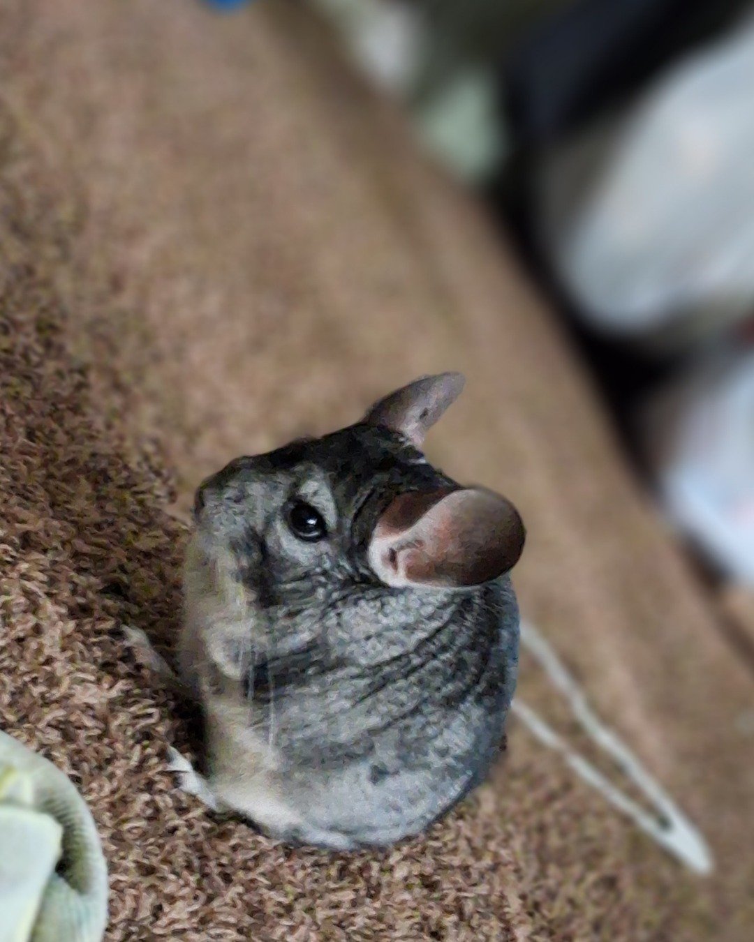 Chimmichanga the Chinchilla. Rodent, Bird, Chinchilla