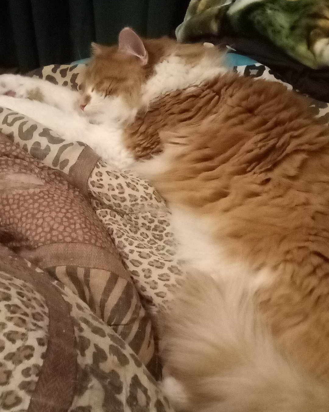 Lucky. Person, Sleeping, Quilt, Blanket, Couch, Furniture