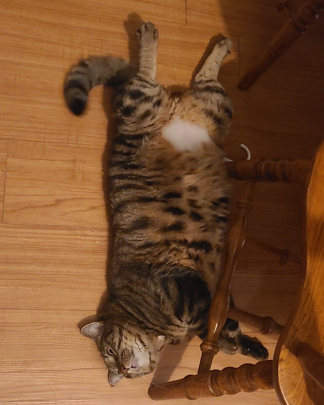 Meatball the Brown Tabby Cat. Wood, Hardwood, Plywood, Floor, Flooring, Cat