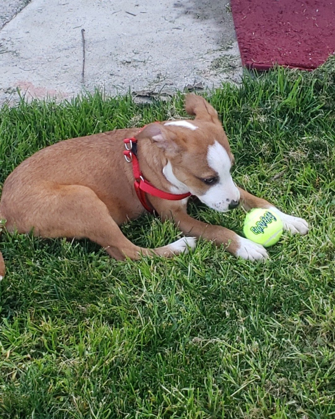 Max. Ball, Football, Soccer, Soccer Ball, Sport, Tennis