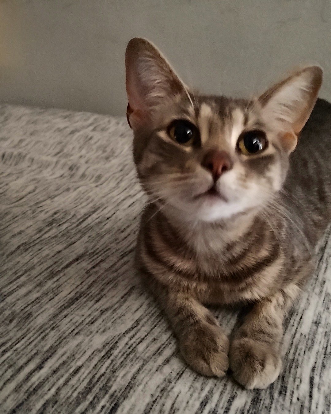 bella the baby Maine Coon. Cat, Kitten, Abyssinian