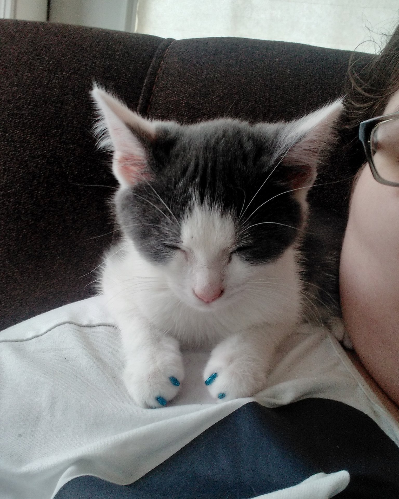 Cloudfur the American Shorthair. Cat, Kitten, Couch, Furniture, Accessories, Glasses