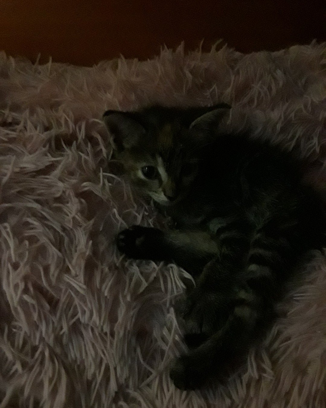 kitty the calico tabby. Cat, Kitten