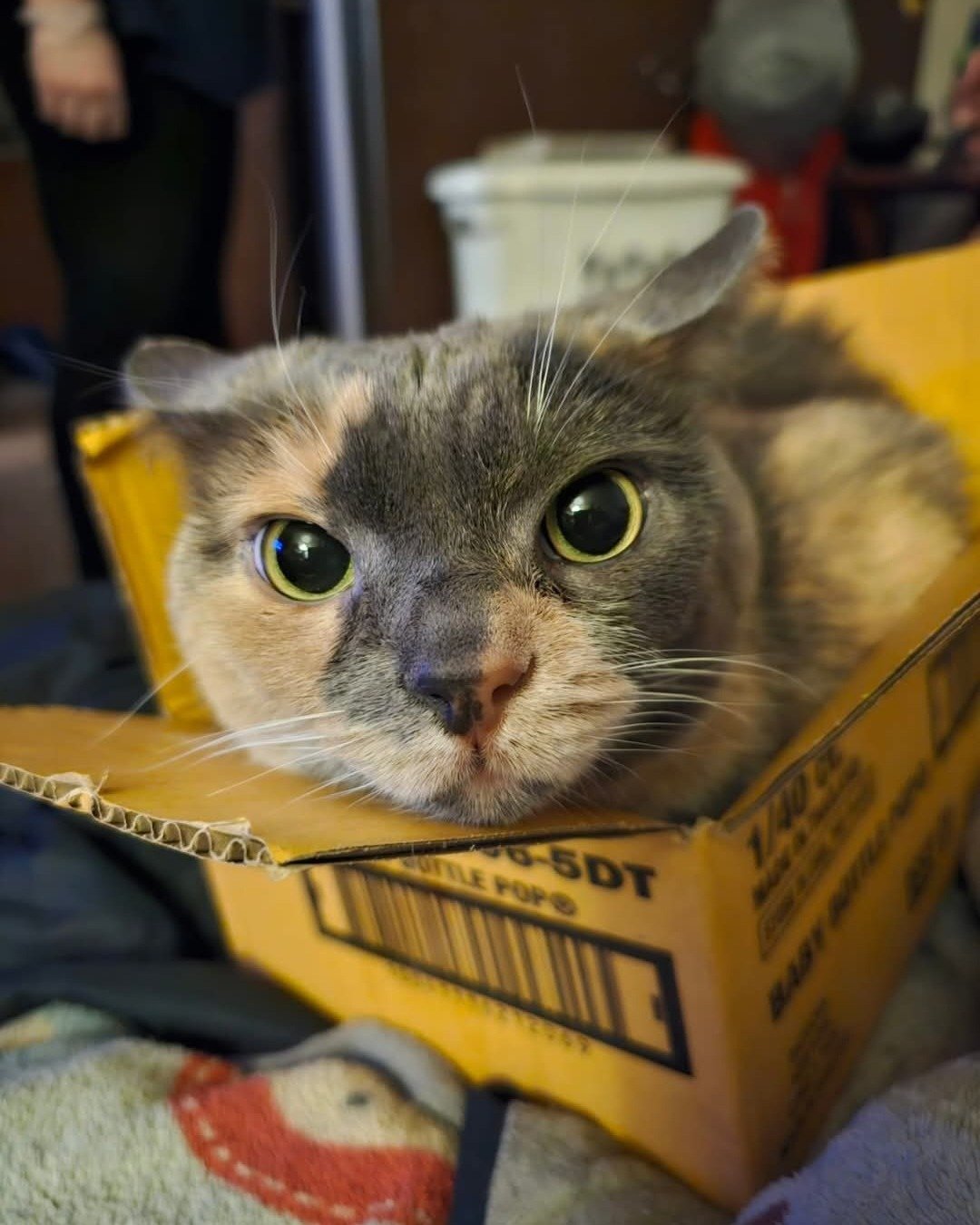 Smokey Topaz the calico cat. Box, Cat, Cardboard, Carton