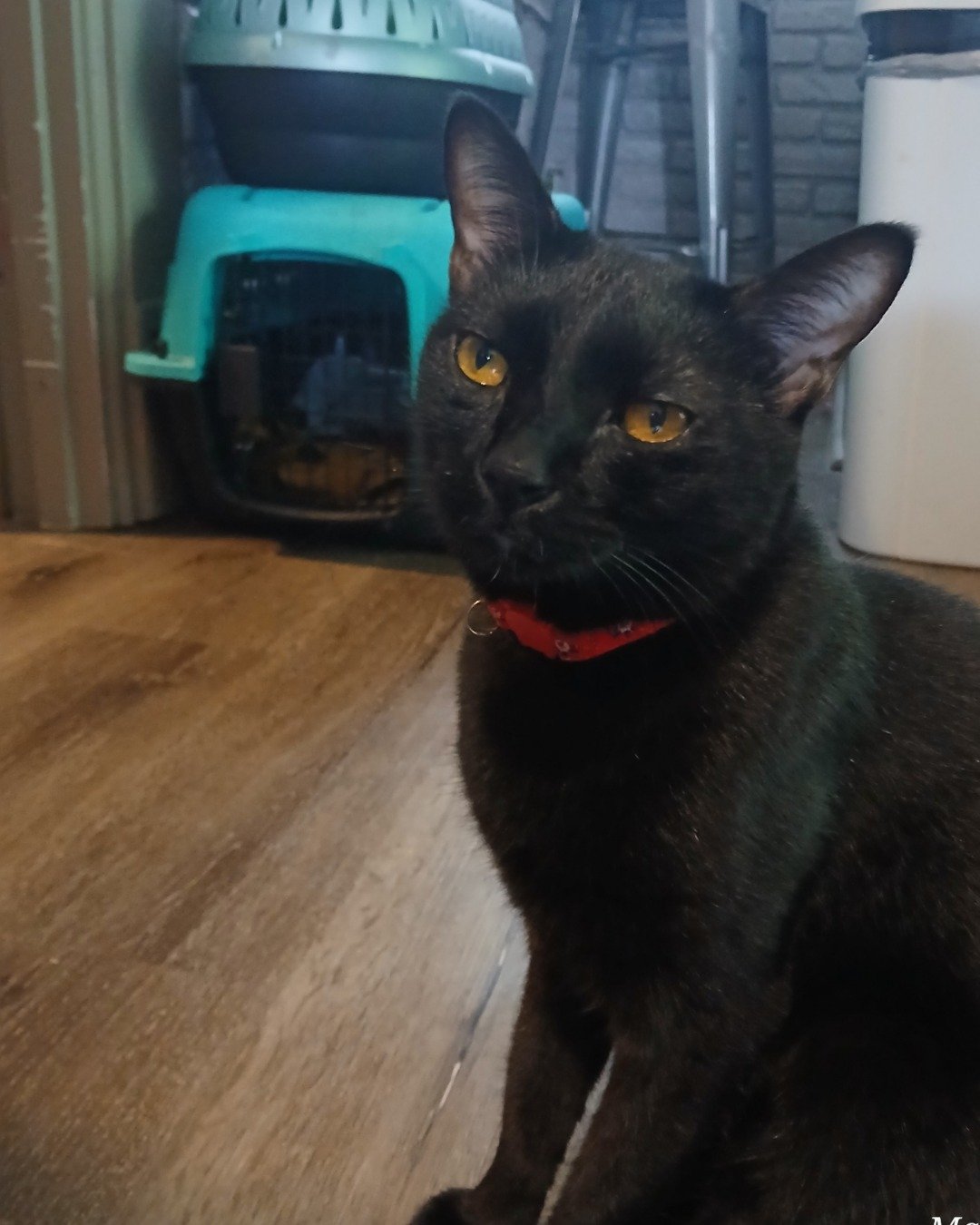 Spookly the Ghost Tabby. Cat, Black Cat, Wood