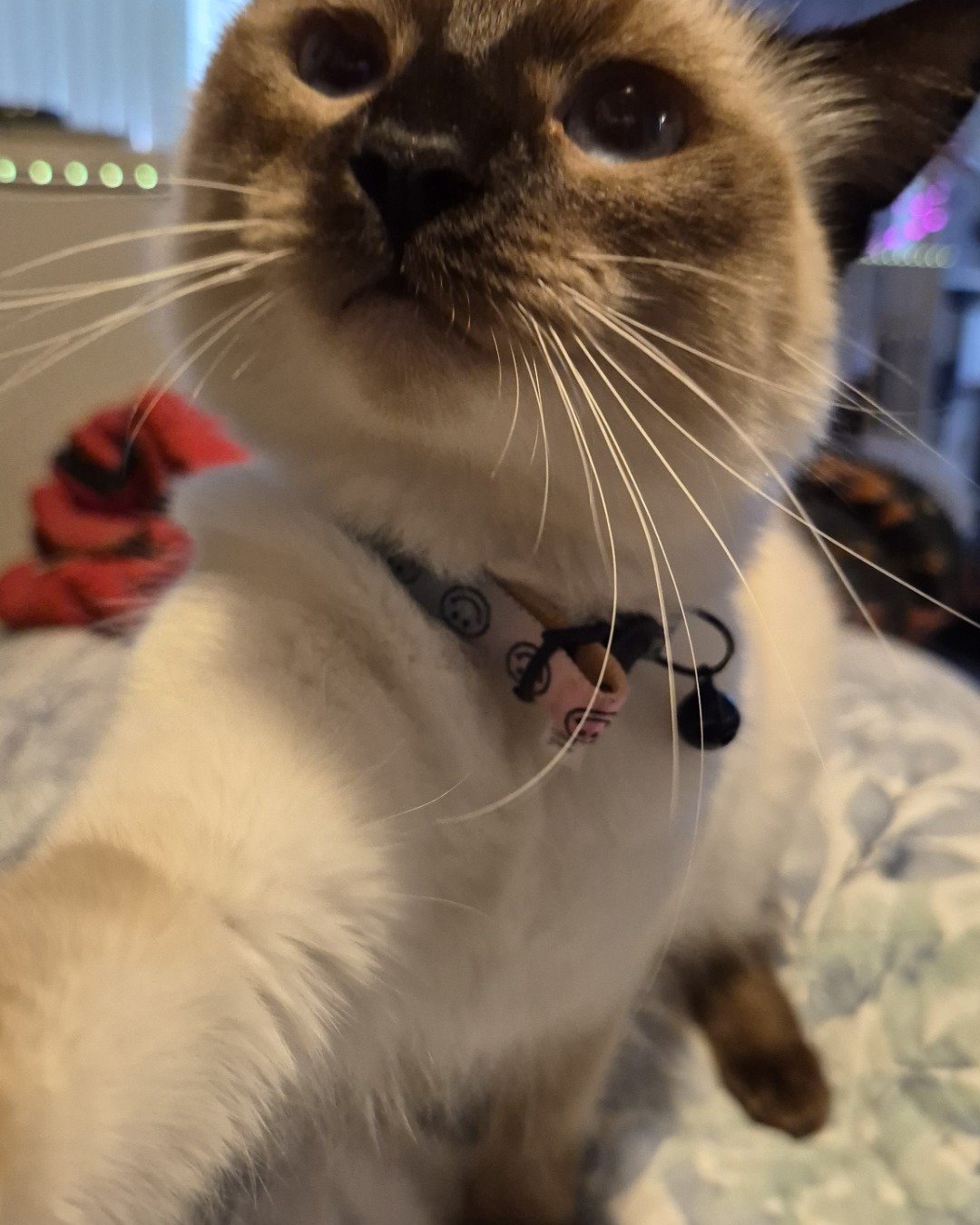 molly the siamese mix. Accessories, Cat, Jewelry, Necklace, Siamese