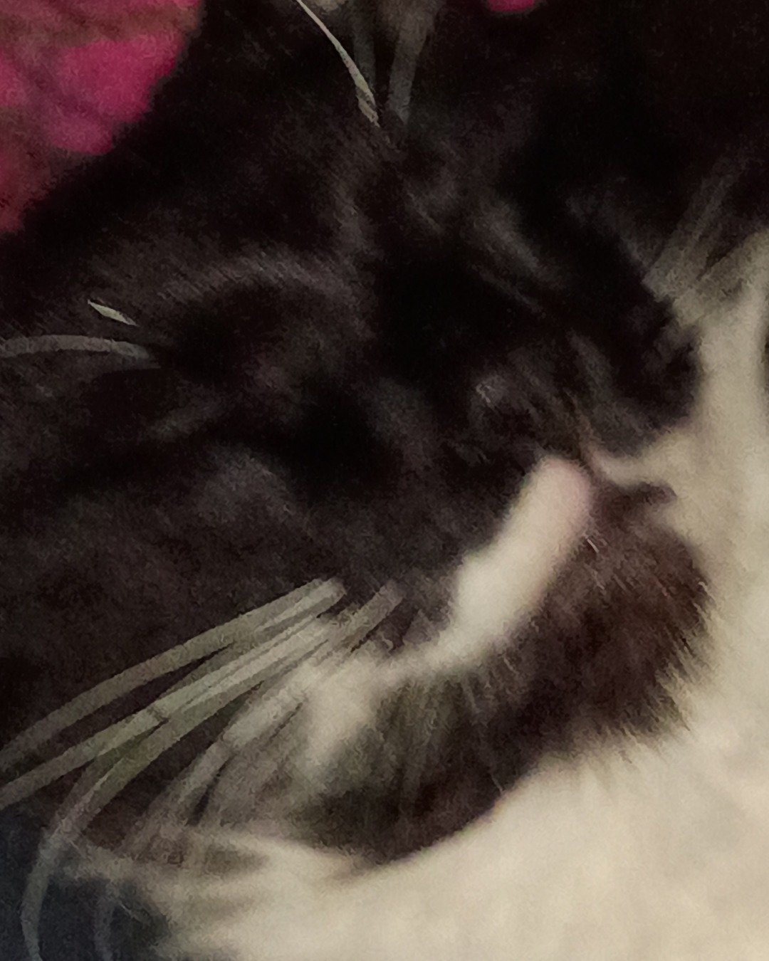Scream the Tuxedo. Person, Cat