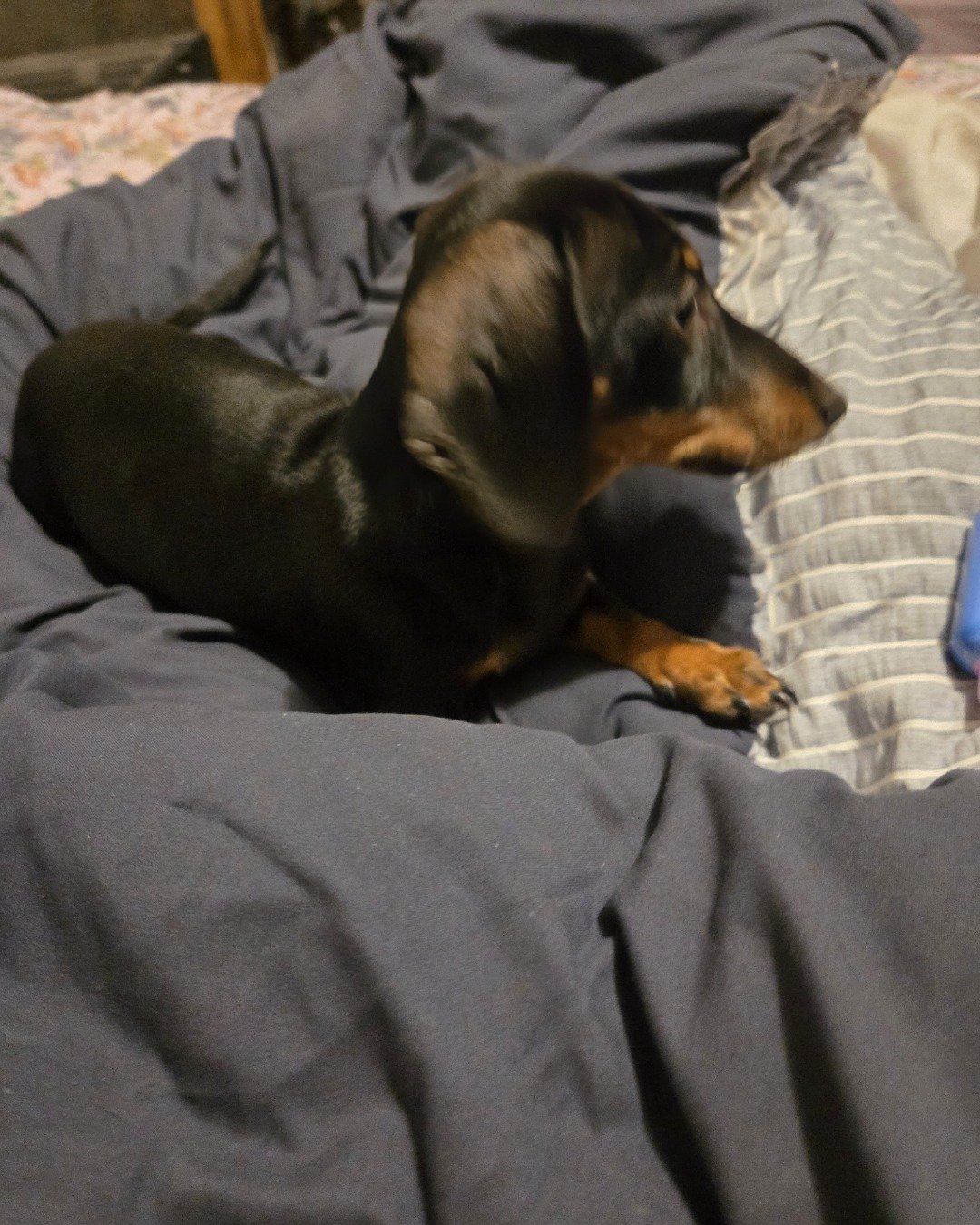 Angus the mini dachshund. Dog, Puppy, Hound, Blanket, Furniture, Bed