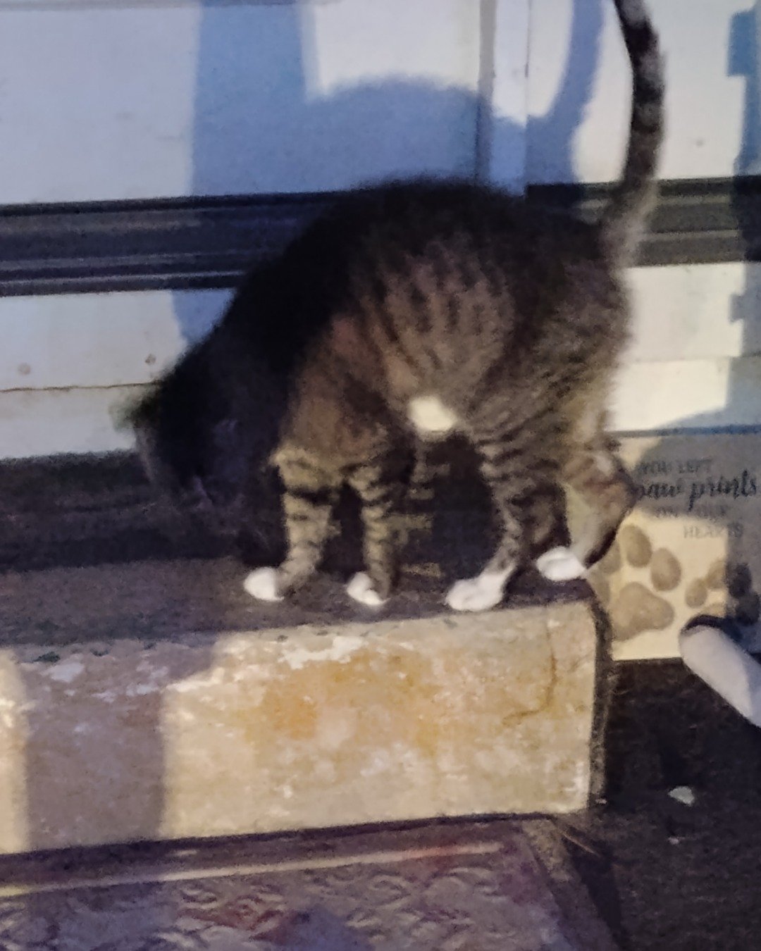 Shadow the Egyptian Tabby. Cat, Kitten, Manx