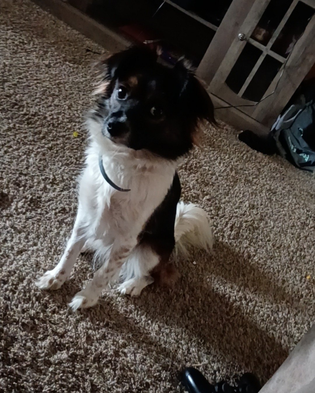 Lucy the mutt. Dog, Puppy, Door, Clothing, Footwear, Shoe