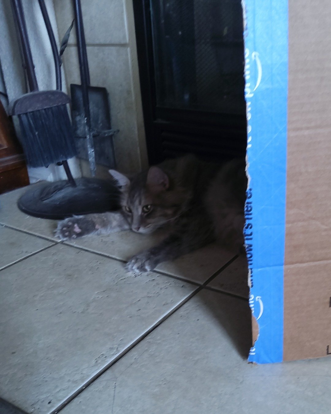 Logan the Long Haired Tabby. Box, Cat, Kitten, Floor, Device, Shovel