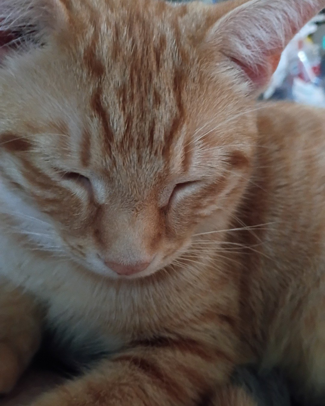Brucey Jo. Cat, Abyssinian, Kitten, Manx