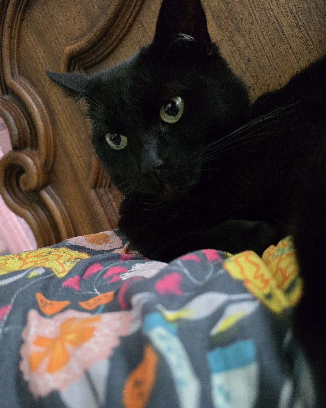Balerion. Cat, Furniture, Black Cat