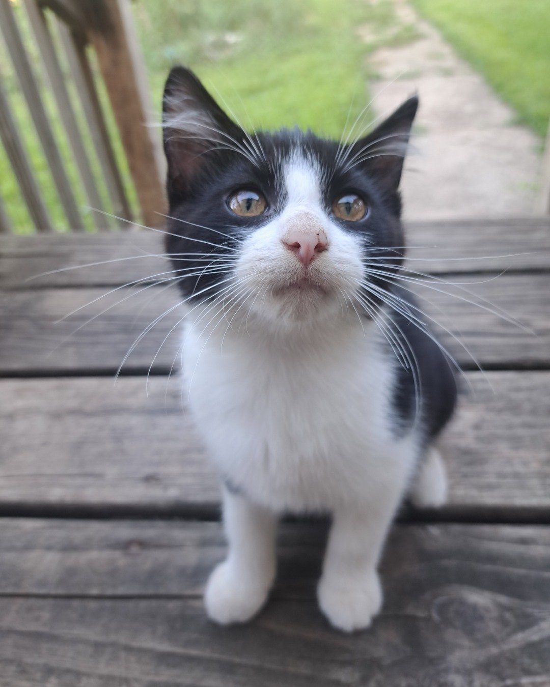 Bramble. Cat, Kitten, Manx, Wood, Grass, Plant