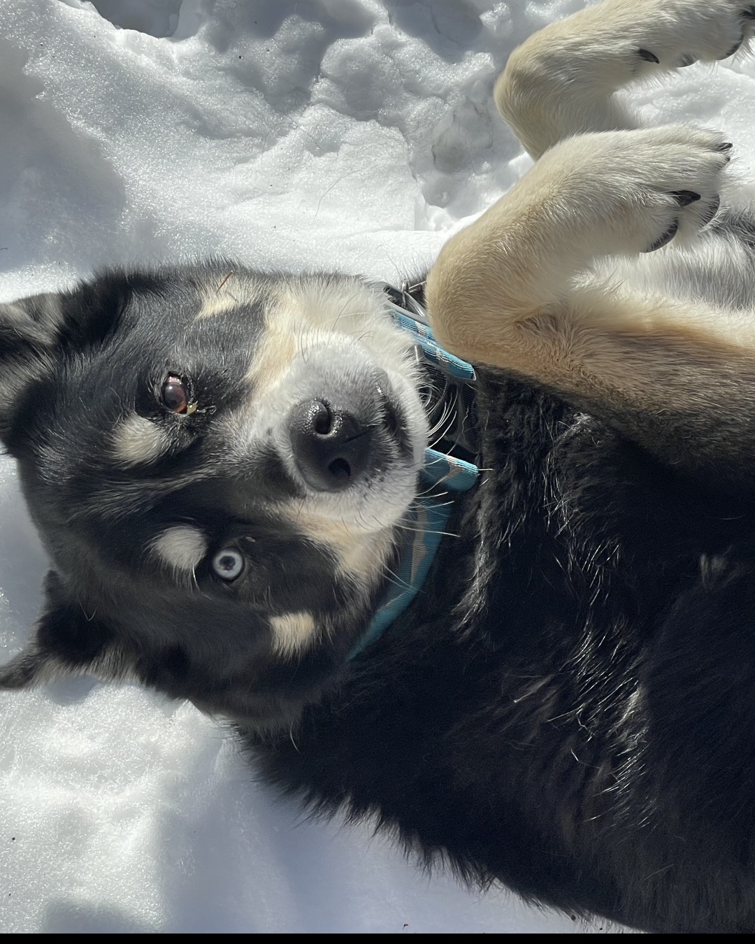 Loki the Husky Mix
